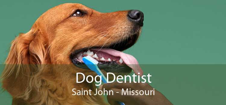 Dog Dentist Saint John - Missouri