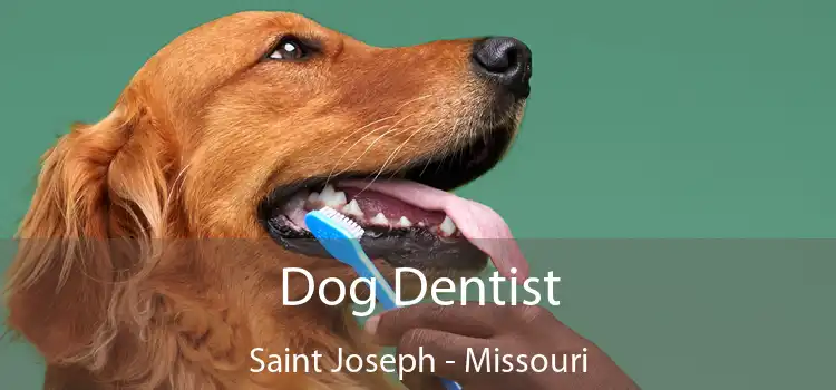 Dog Dentist Saint Joseph - Missouri