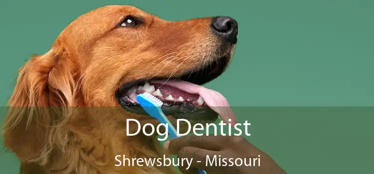Dog Dentist Shrewsbury - Missouri