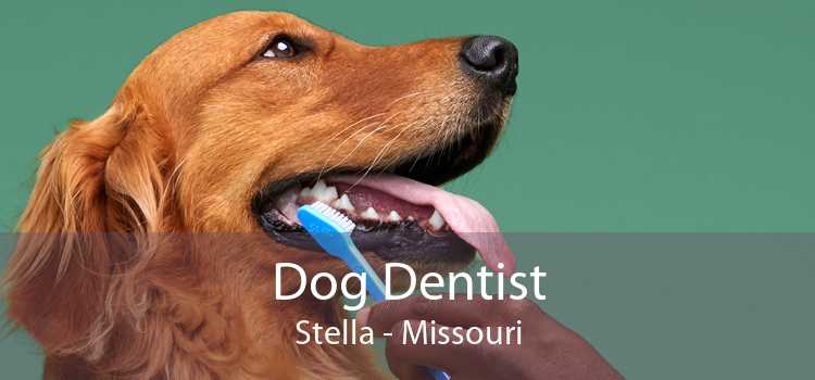 Dog Dentist Stella - Missouri
