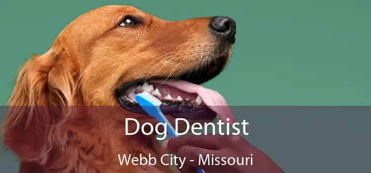 Dog Dentist Webb City - Missouri