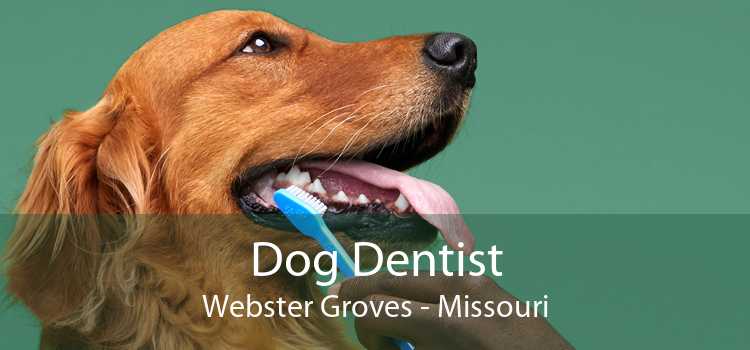 Dog Dentist Webster Groves - Missouri