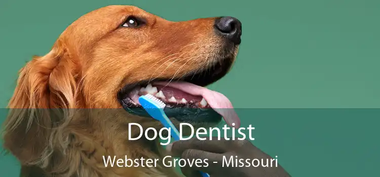 Dog Dentist Webster Groves - Missouri