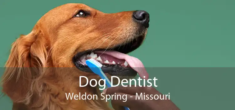 Dog Dentist Weldon Spring - Missouri