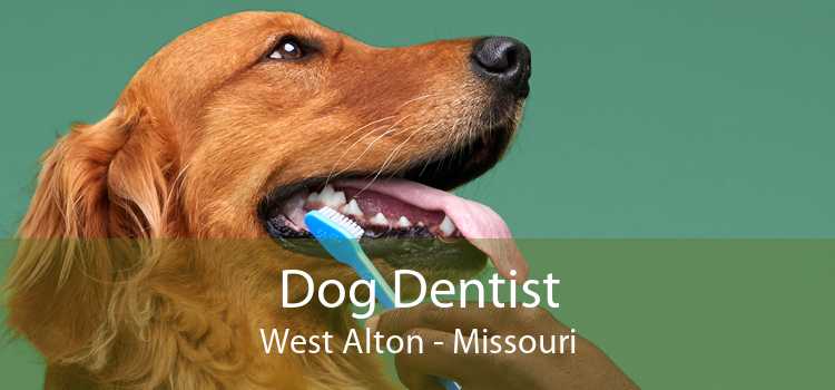 Dog Dentist West Alton - Missouri