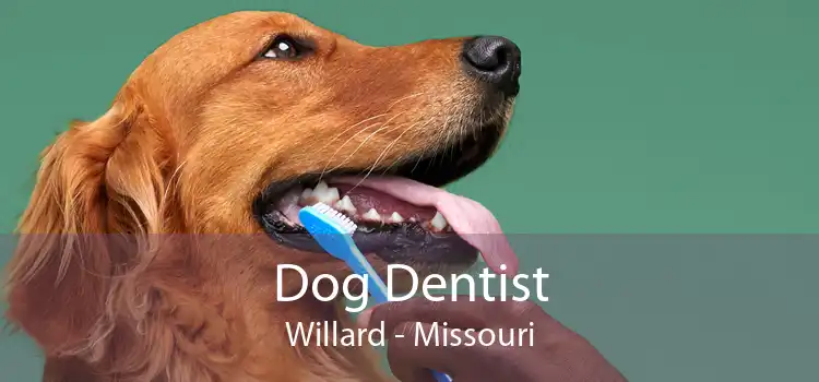 Dog Dentist Willard - Missouri