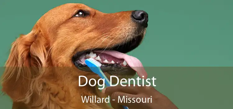 Dog Dentist Willard - Missouri