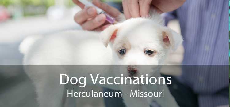 Dog Vaccinations Herculaneum - Missouri