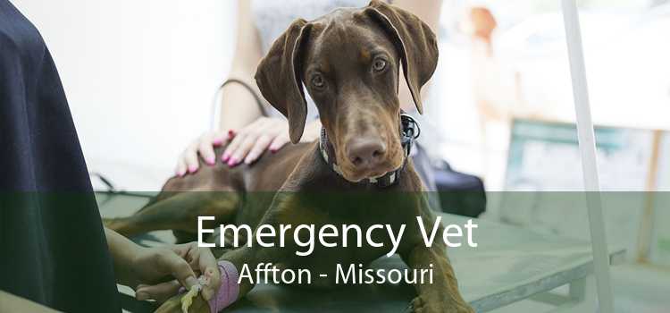 Emergency Vet Affton - Missouri