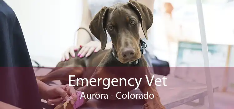 Emergency Vet Aurora - Colorado