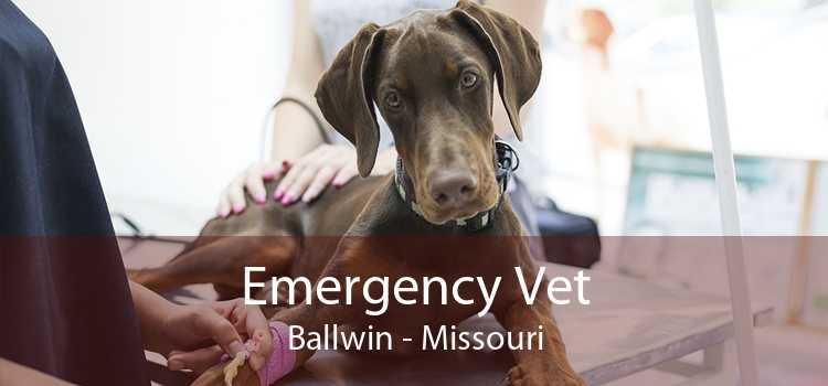 Emergency Vet Ballwin - Missouri