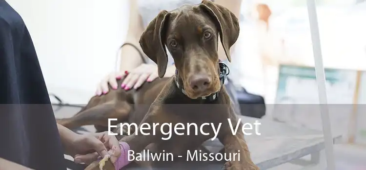 Emergency Vet Ballwin - Missouri