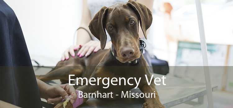 Emergency Vet Barnhart - Missouri