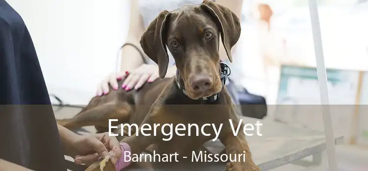 Emergency Vet Barnhart - Missouri