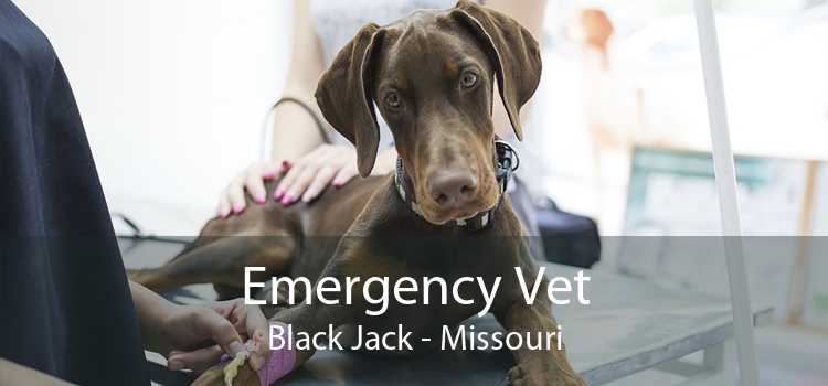 Emergency Vet Black Jack - Missouri