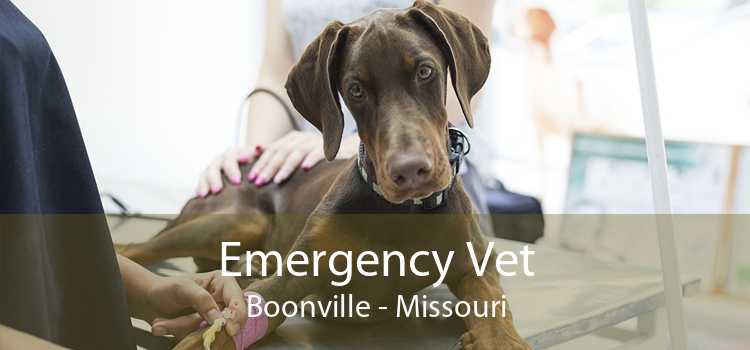 Emergency Vet Boonville - Missouri