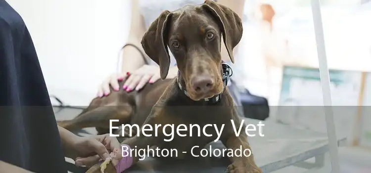 Emergency Vet Brighton - Colorado