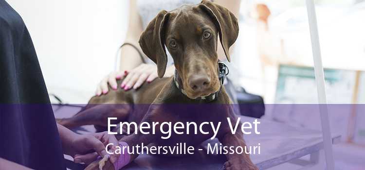 Emergency Vet Caruthersville - Missouri