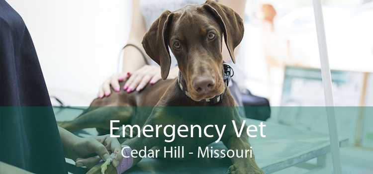Emergency Vet Cedar Hill - Missouri