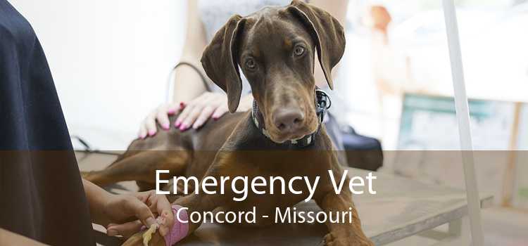 Emergency Vet Concord - Missouri