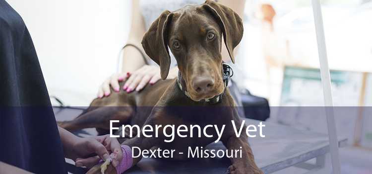 Emergency Vet Dexter - Missouri