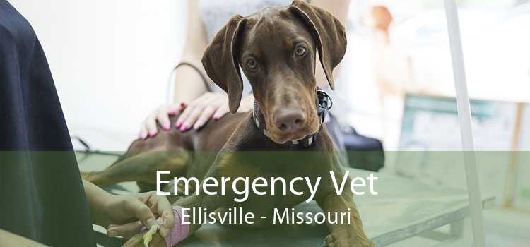 Emergency Vet Ellisville - Missouri