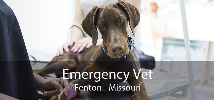 Emergency Vet Fenton - Missouri