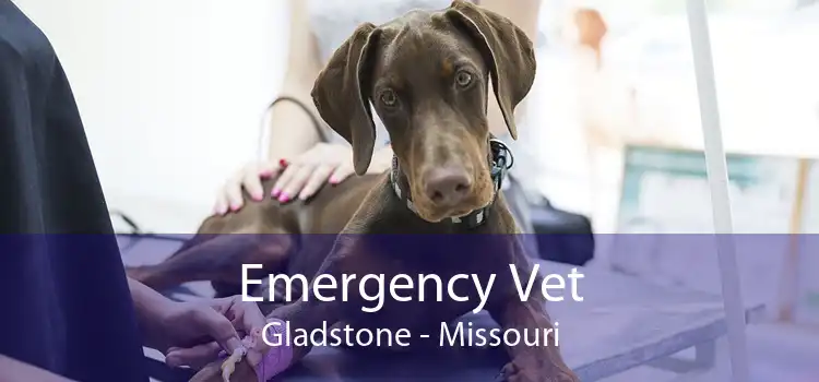 Emergency Vet Gladstone - Missouri
