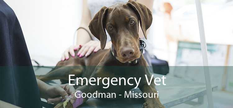 Emergency Vet Goodman - Missouri