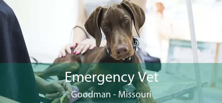 Emergency Vet Goodman - Missouri