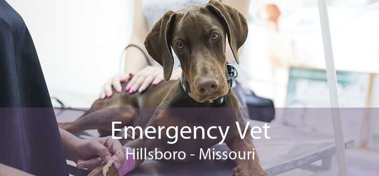 Emergency Vet Hillsboro - Missouri
