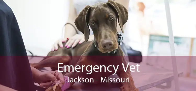 Emergency Vet Jackson - Missouri