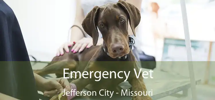 Emergency Vet Jefferson City - Missouri