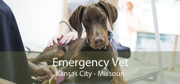 Emergency Vet Kansas City - Missouri
