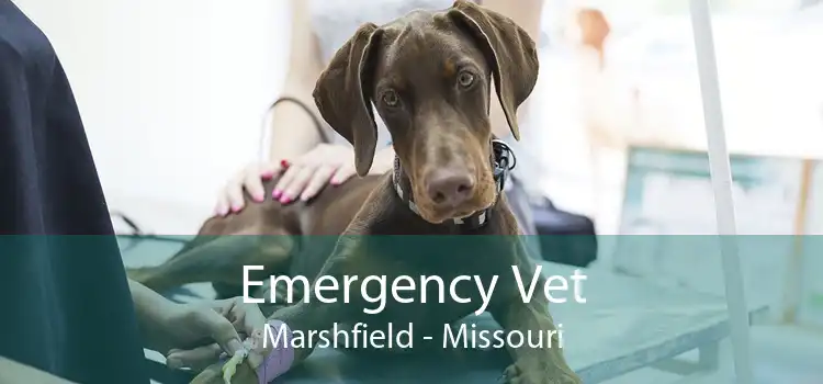 Emergency Vet Marshfield - Missouri