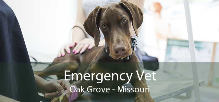 Emergency Vet Oak Grove - Missouri