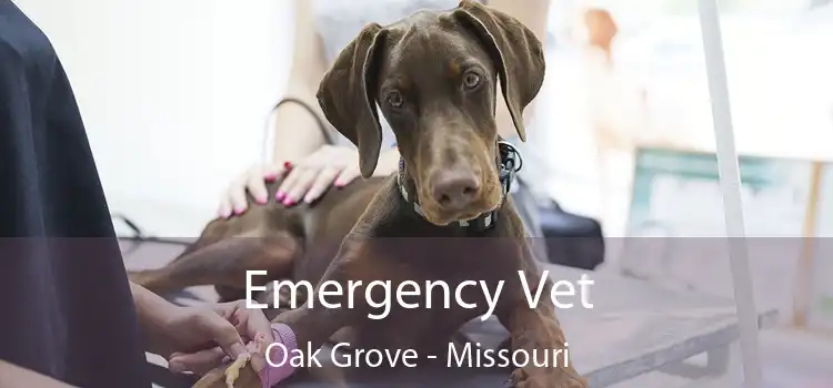 Emergency Vet Oak Grove - Missouri