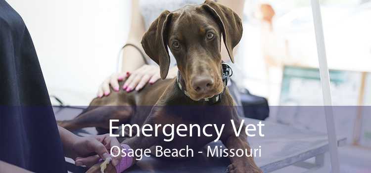 Emergency Vet Osage Beach - Missouri