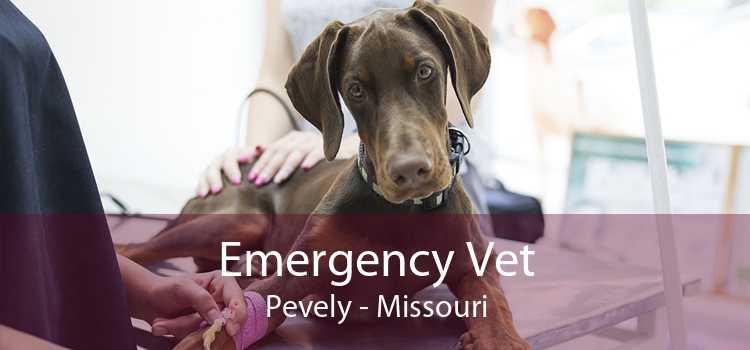 Emergency Vet Pevely - Missouri