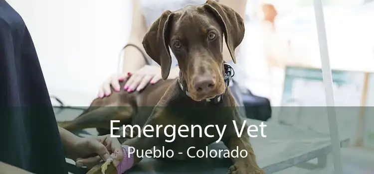 Emergency Vet Pueblo - Colorado