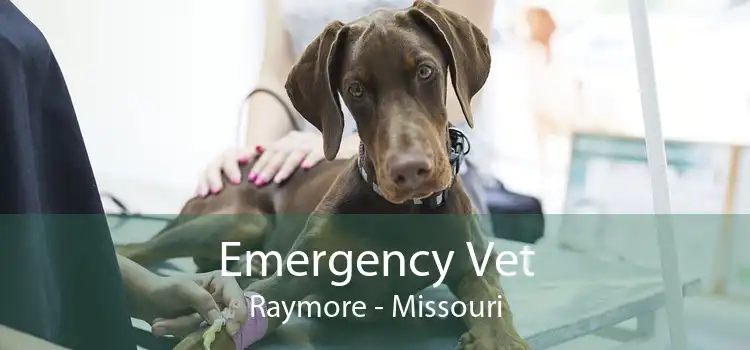 Emergency Vet Raymore - Missouri
