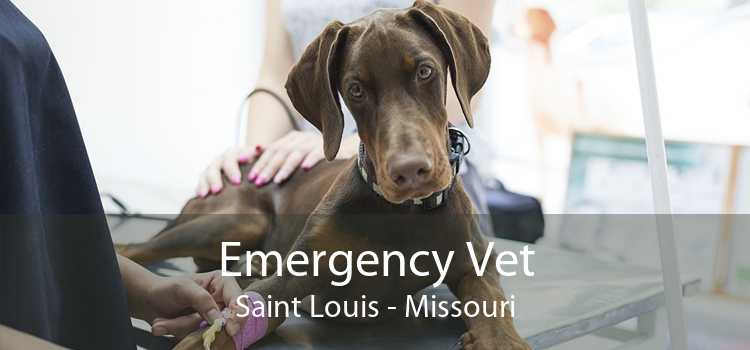 Emergency Vet Saint Louis - Missouri