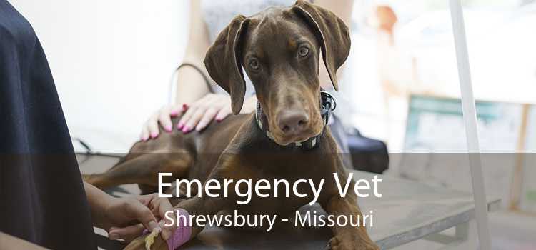 Emergency Vet Shrewsbury - Missouri