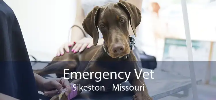 Emergency Vet Sikeston - Missouri