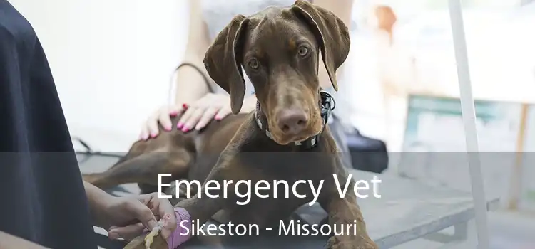 Emergency Vet Sikeston - Missouri