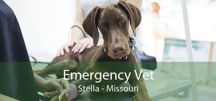 Emergency Vet Stella - Missouri