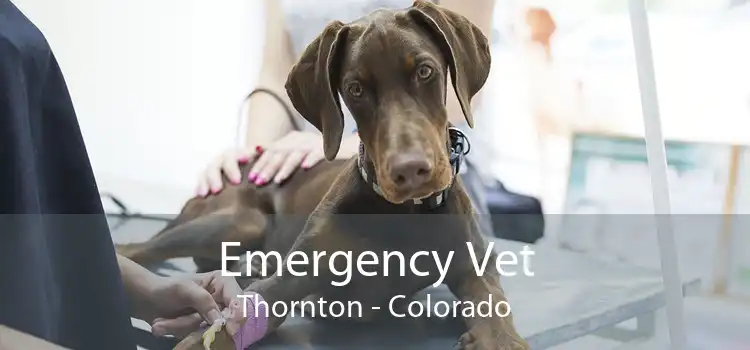 Emergency Vet Thornton - Colorado
