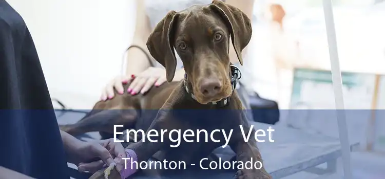 Emergency Vet Thornton - Colorado