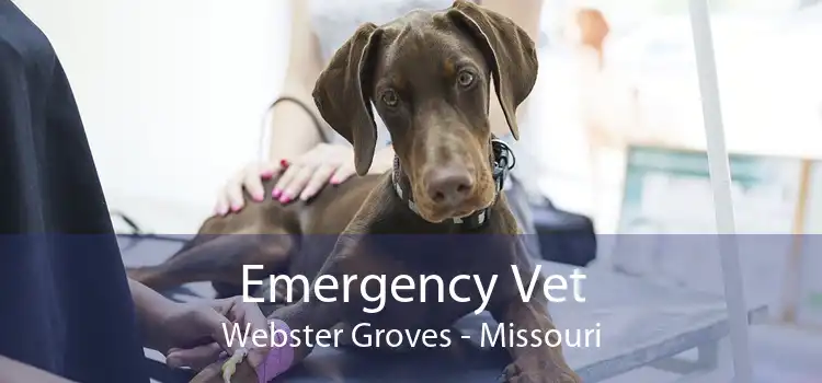 Emergency Vet Webster Groves - Missouri