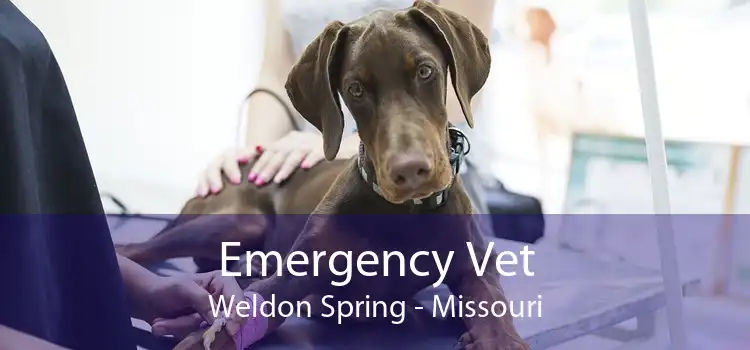 Emergency Vet Weldon Spring - Missouri